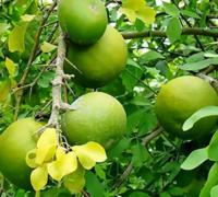 Bilva (Aegle Marmelos)